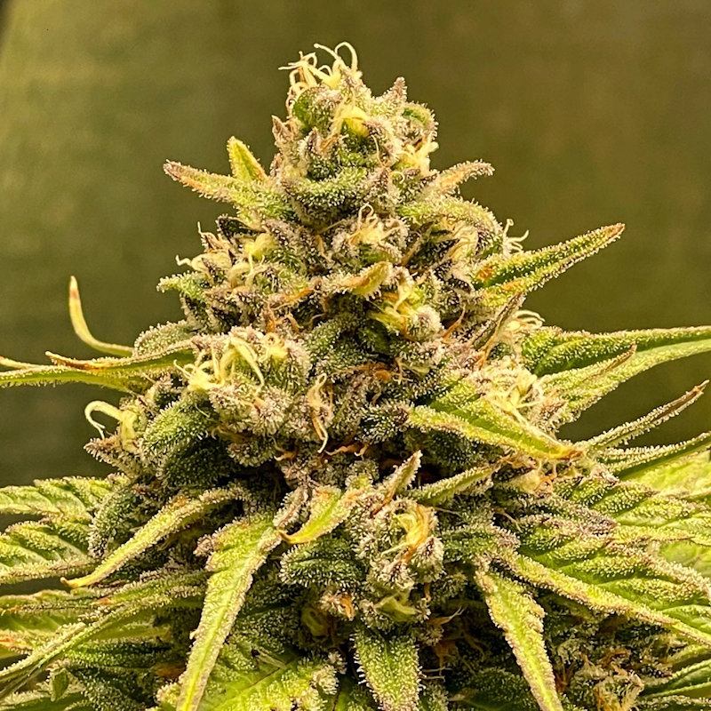 cannabis-marijuana-flower Green Cannabis Flower
