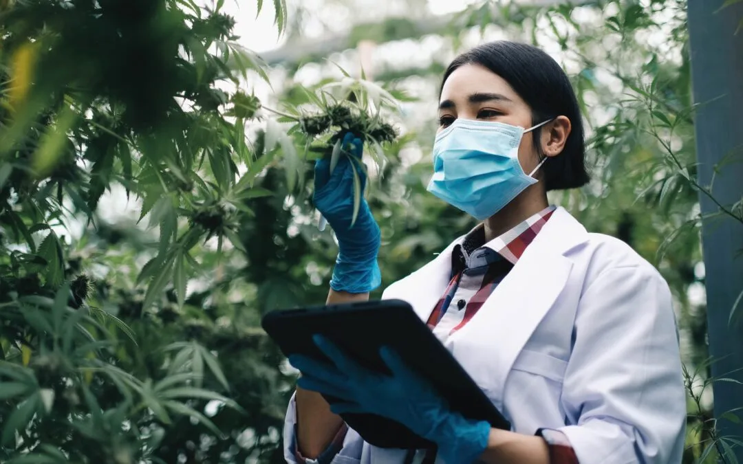 A scientist examines cannabis with a tablet in his hands. Medical research of marijuana leaves