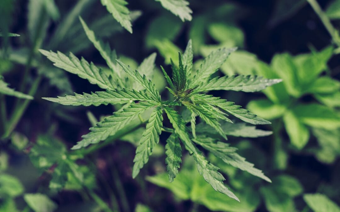 Cannabis leaves. Growing Cannabis Sativa outdoors.