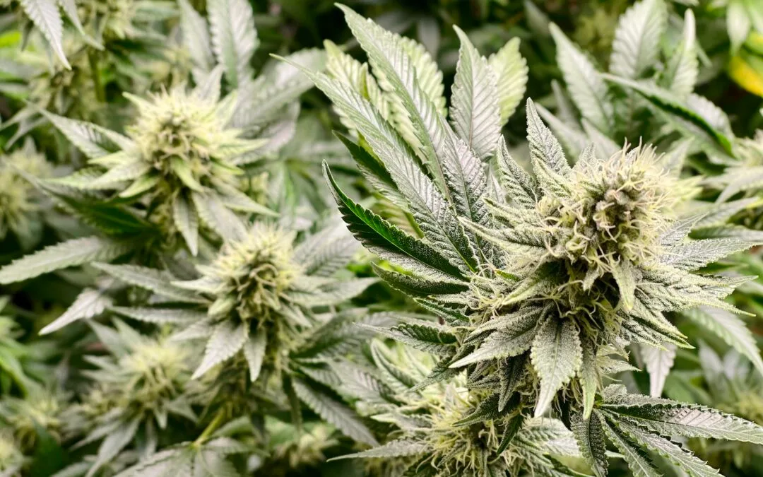 Tax Deductions and Credits for Cannabis Businesses