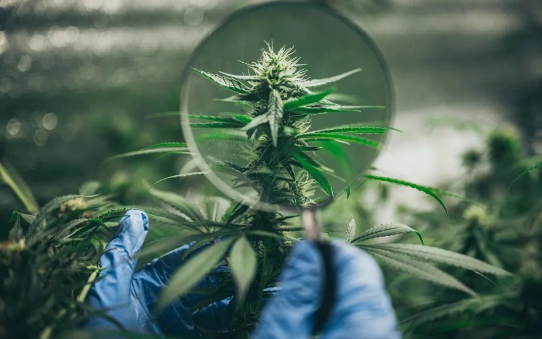 CBD hemp oil, Hand holding bottle of Cannabis oil against Marijuana plant