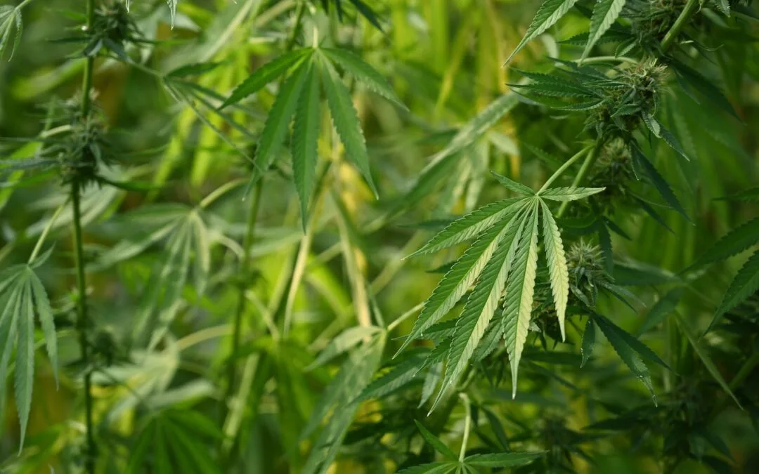 Growing organic cannabis in greenhouse. Concept of cannabis plantation for medical.