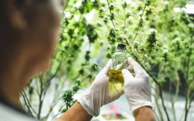Sales and Use Tax for Cannabis Businesses: How to Stay Compliant