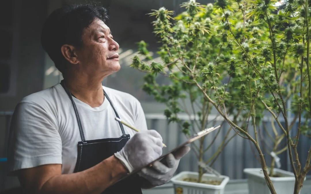 How to Navigate the Complexities of State Cannabis Taxation Laws