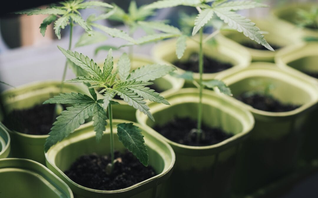 The Importance of State and Local Licensing for Cannabis Businesses