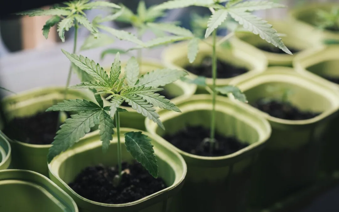 The Importance of State and Local Licensing for Cannabis Businesses