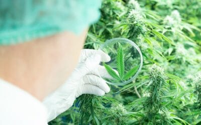 Legalization and the Future of Taxation and Regulation in the Cannabis Industry