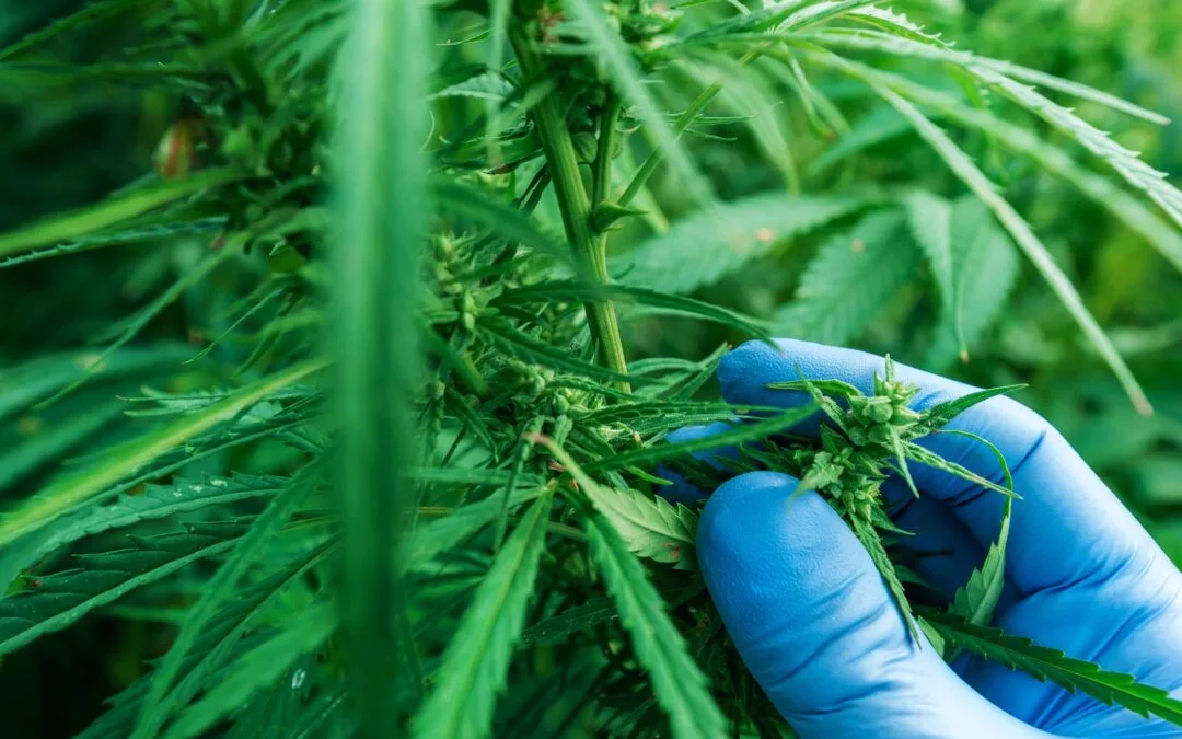 Scientist examining development of Cannabis sativa plant