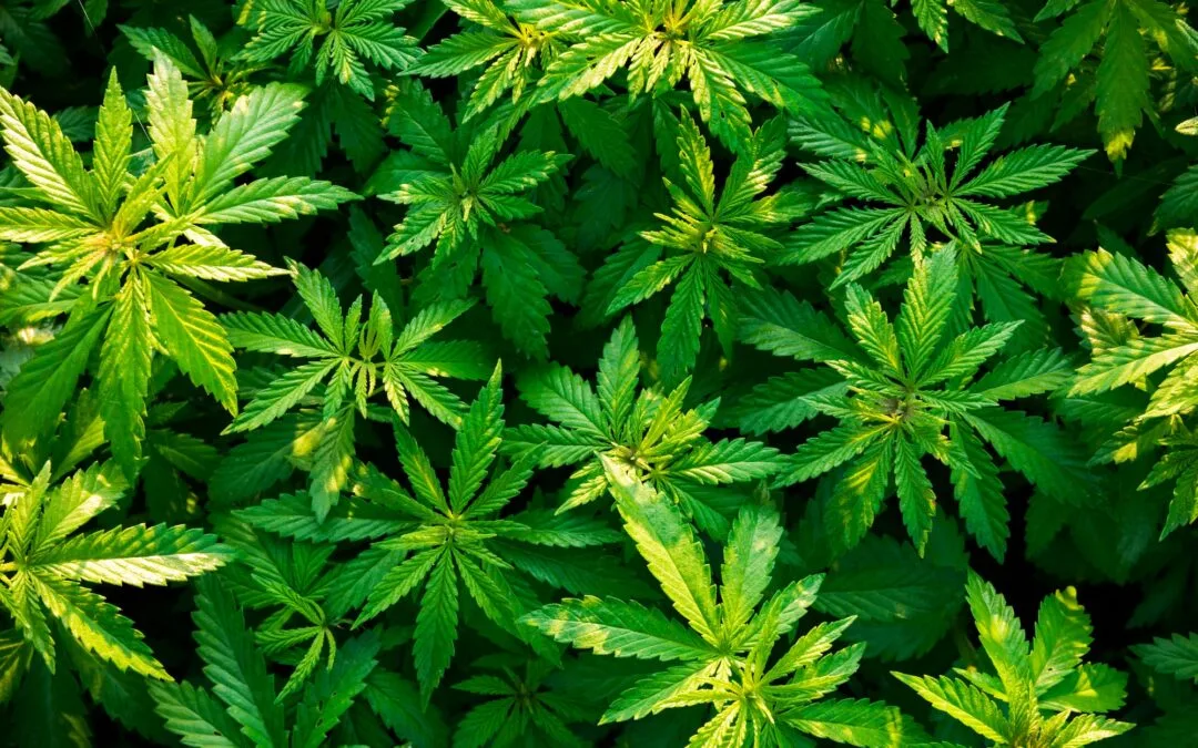 Shrubs of marijuana-cannabis-at dawn. Video with original sound - bird song