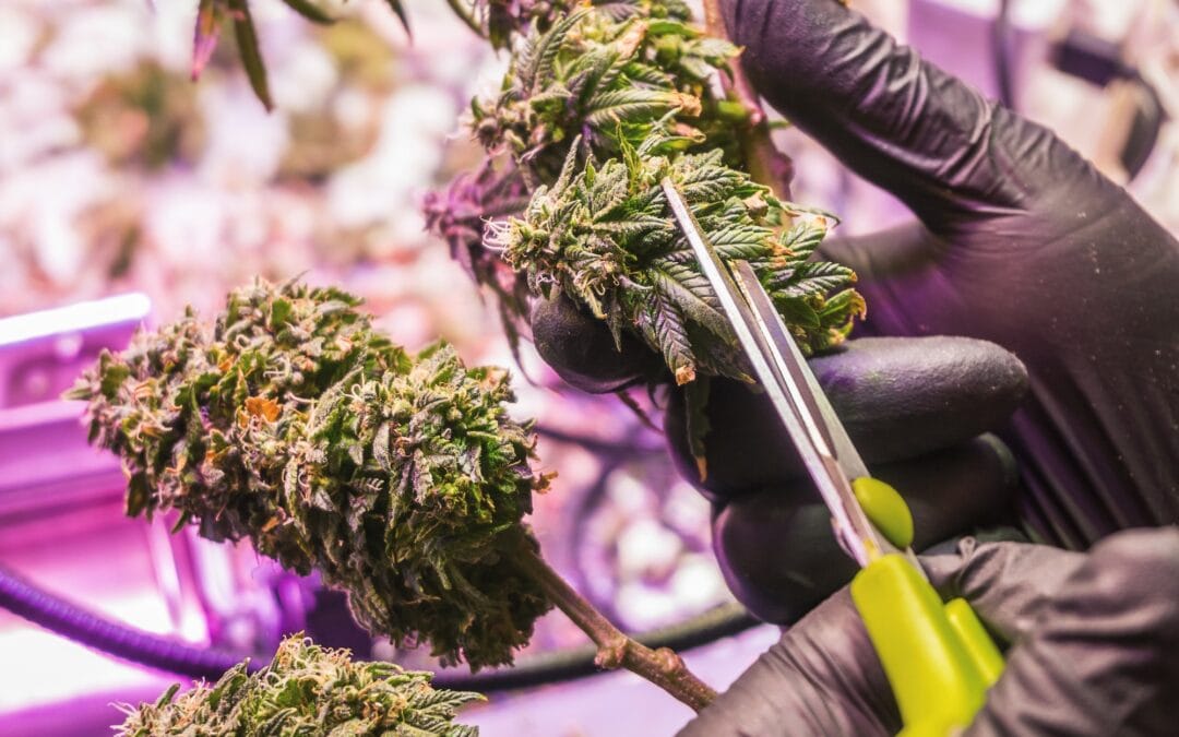 Trimming cannabis buds cannabis harvest