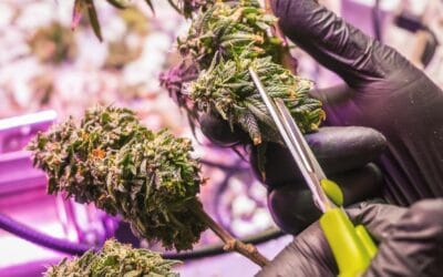 Marketing and Advertising Regulations for Cannabis Businesses
