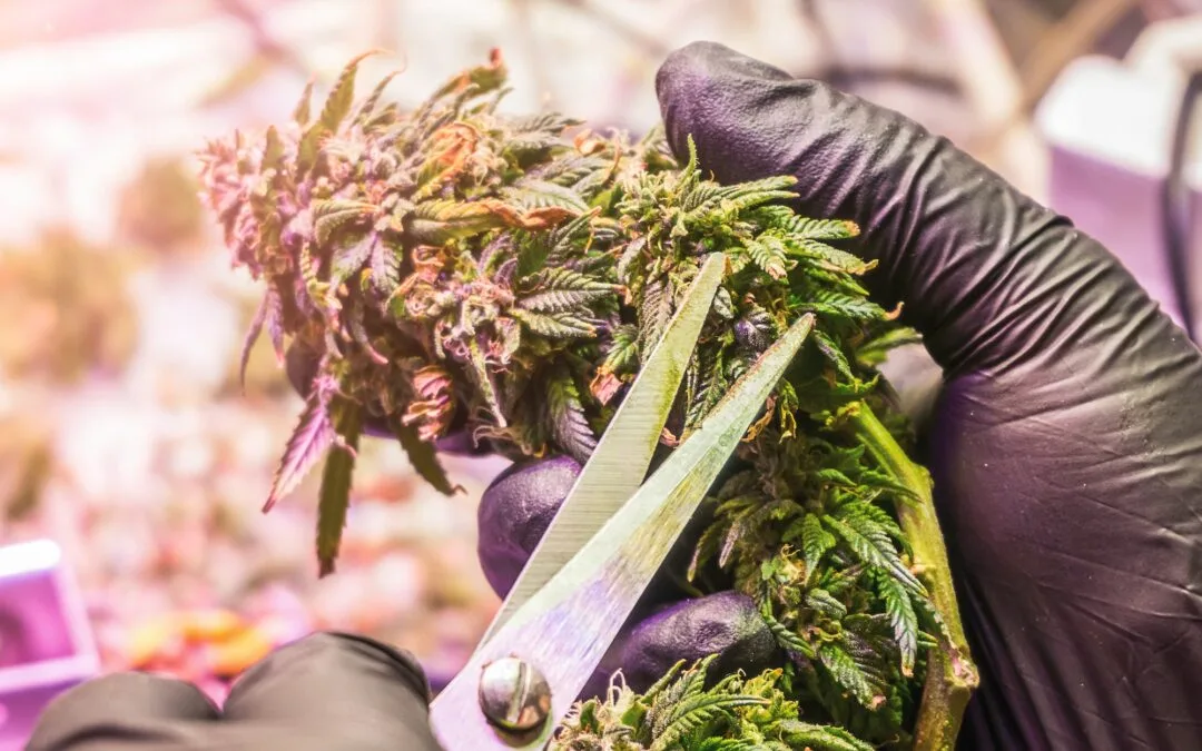 Trimming cannabis buds cannabis harvest