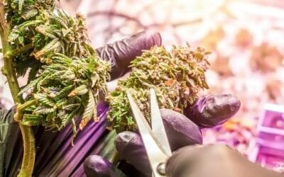 Manufacturing Regulations and Best Practices for Cannabis Processors
