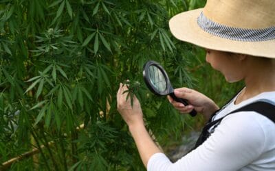 Cultivation Regulations and Best Practices for Cannabis Growers